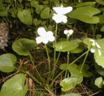 White form of Blue Marsh Violet
