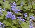 Blue Marsh Violet