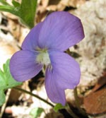 Palmate-leaved Violet