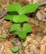 Foliage of Palmate-leaved Violet