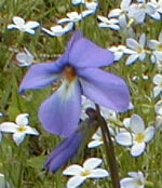 Birdfoot Violet
