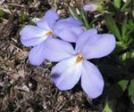 Birdfoot Violet
