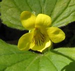 Yeloow Forest Violet