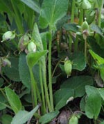 Northern Downy Viole