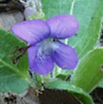 Ovate Leaved Violet in Bloom