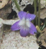 Common Blue Violet
