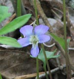 Early Blue Violet