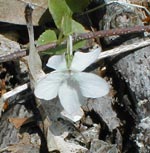 White form of American Dog Violet