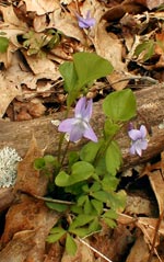 American Dog Violet
