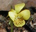Round-leaved Yellow Violet