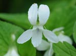 Canadian White Violet