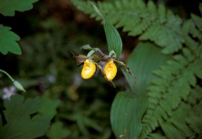 Small Yellow Ladyslipper