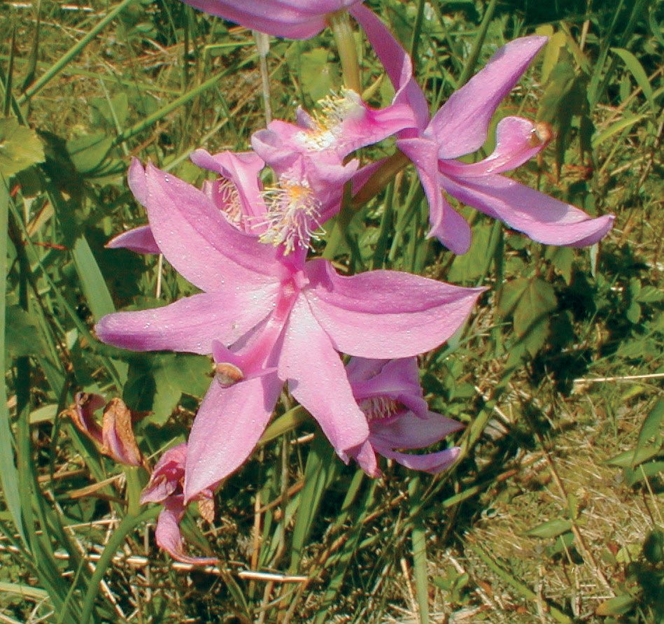 Grass-pink
