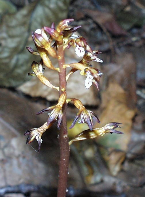 Spotted Coral-root