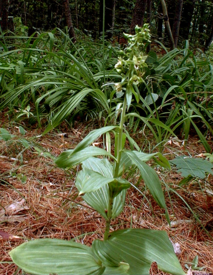 Helleborine Orchid