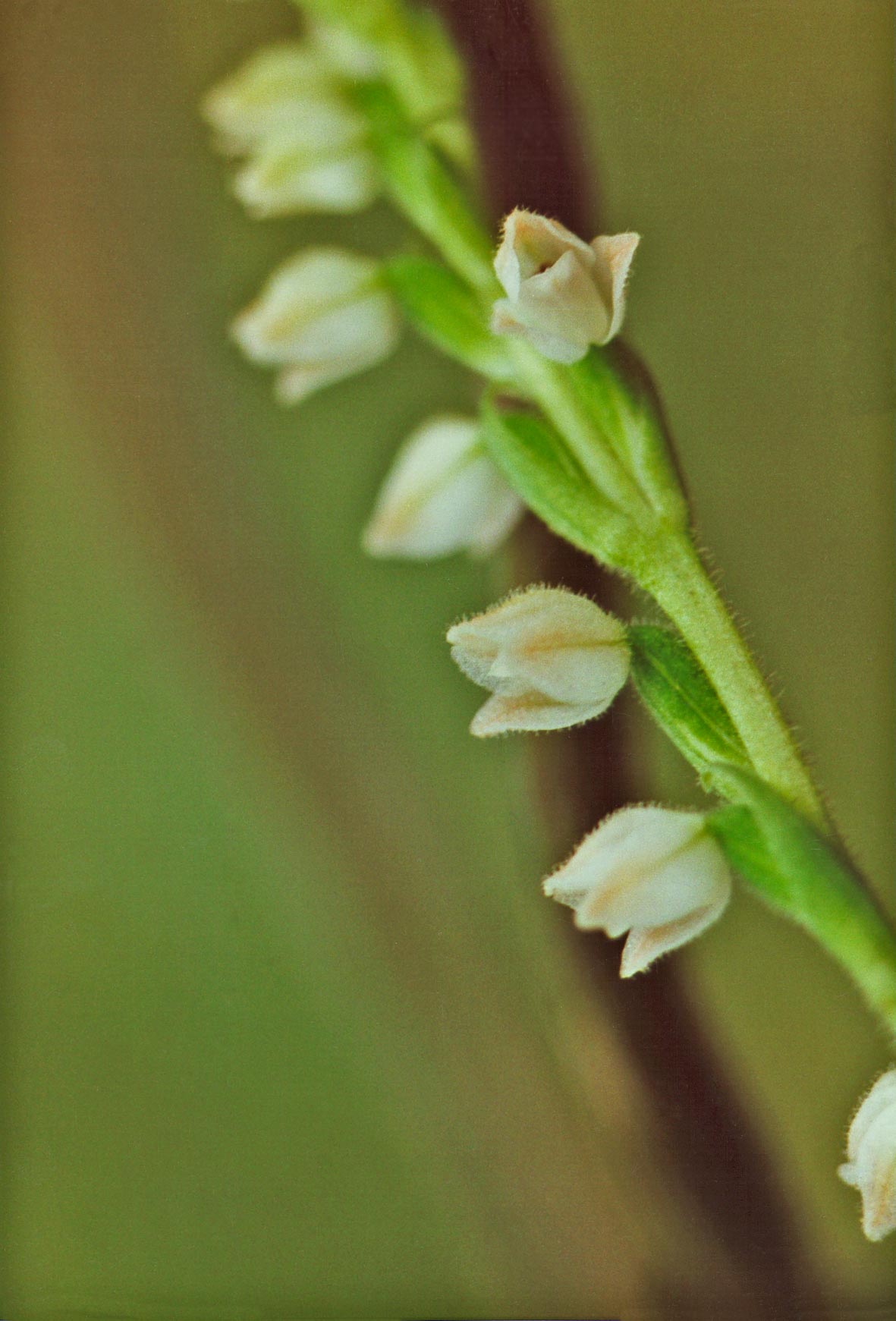 Checkered Rattlesnake Plantain