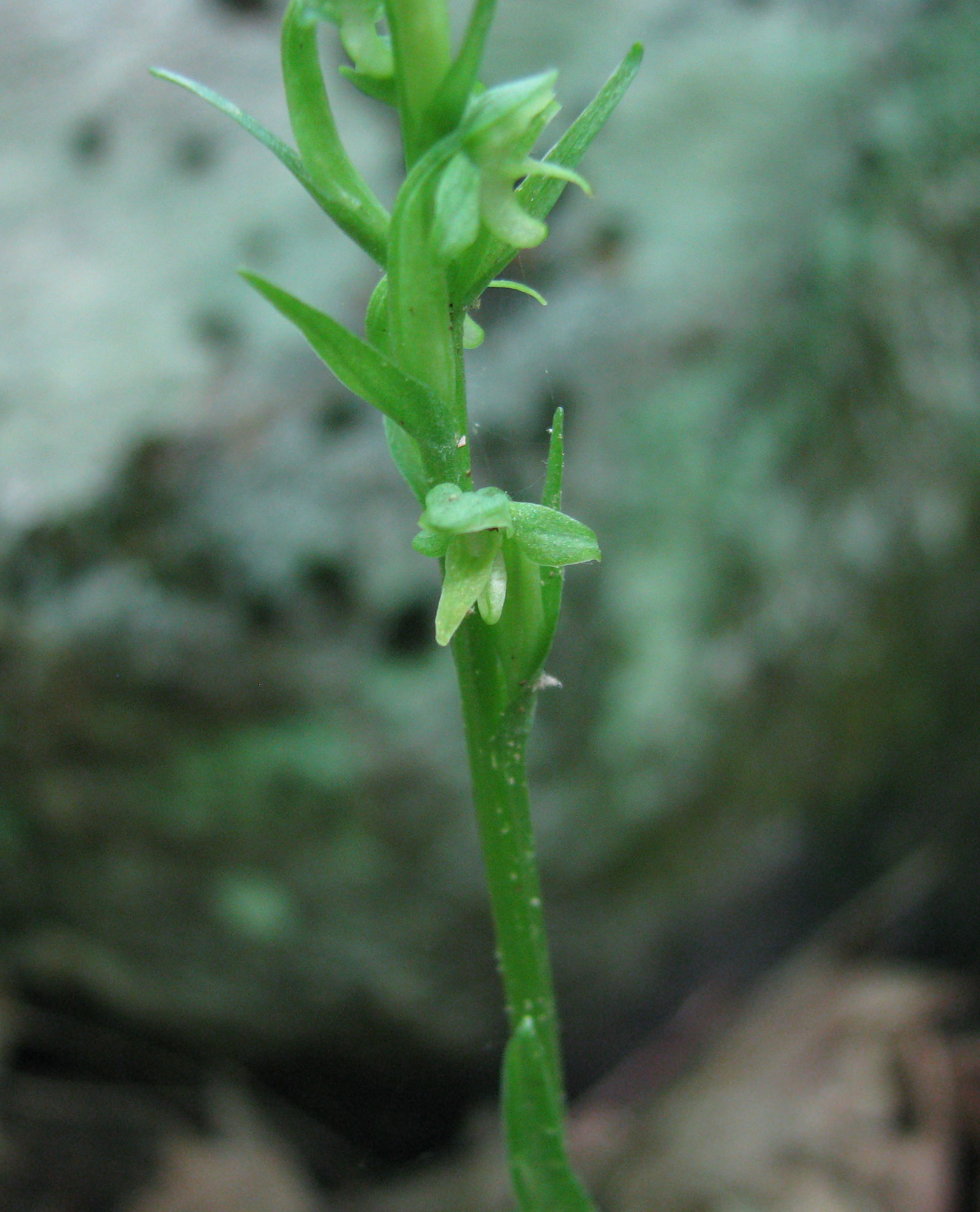 Northern Green Orchid
