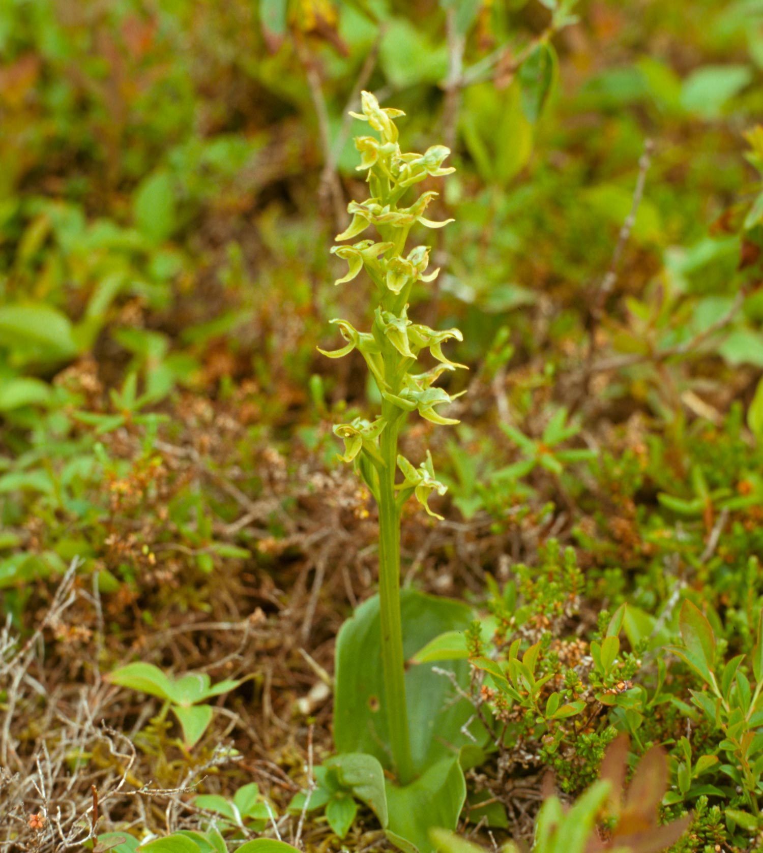 Hooker's Orchid