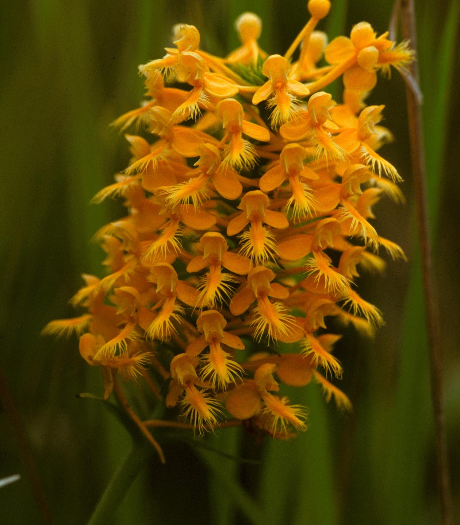 Yellow Fringed Orchid