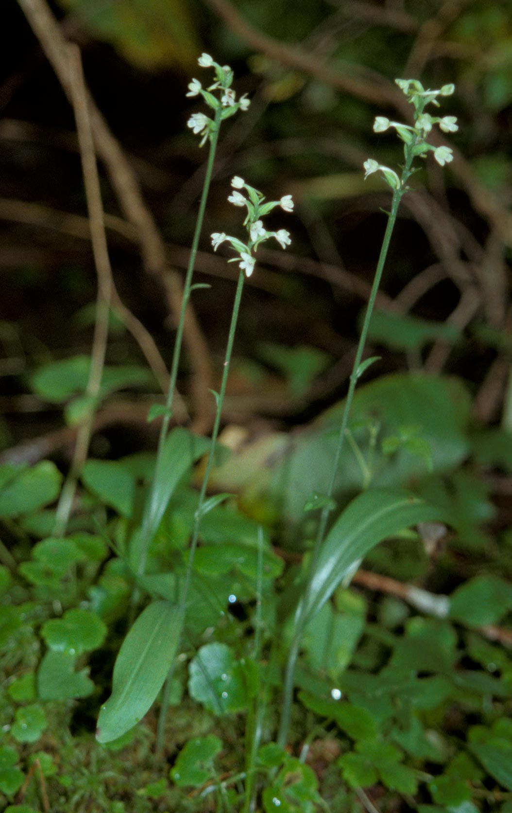 Small Green Woodland Orchid