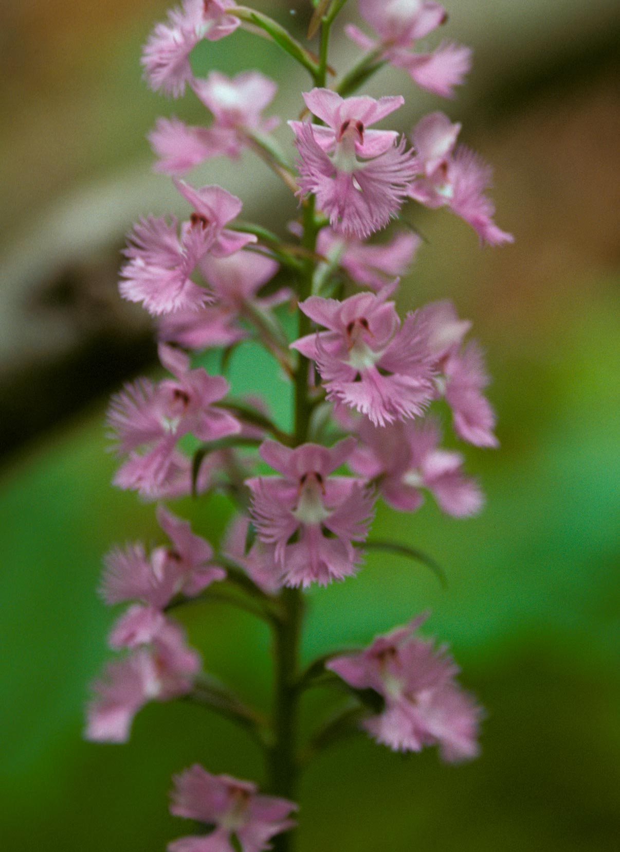 Large Purple-fringed Orchid