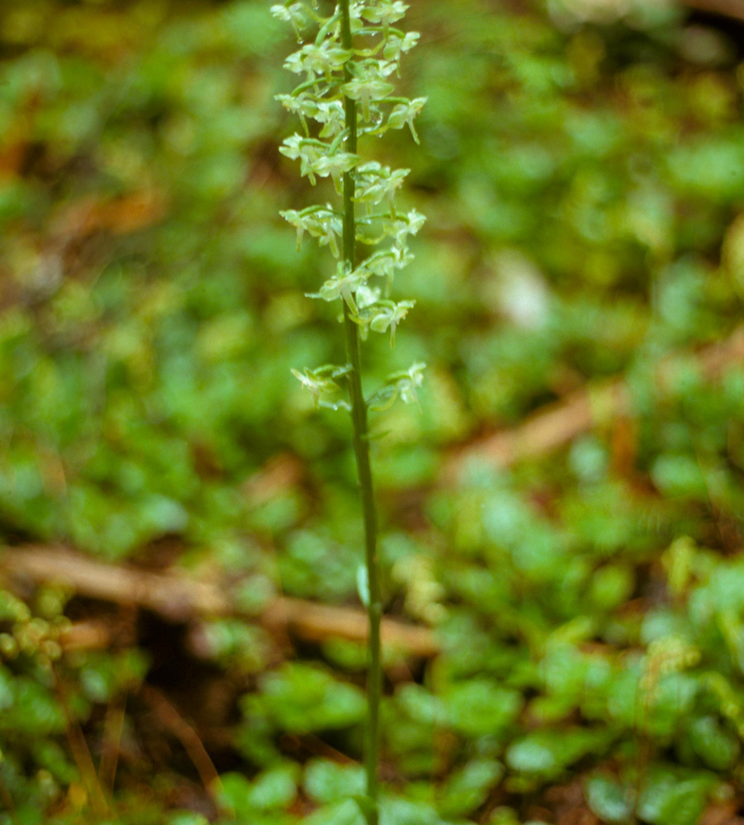 Round-leaved Orchid