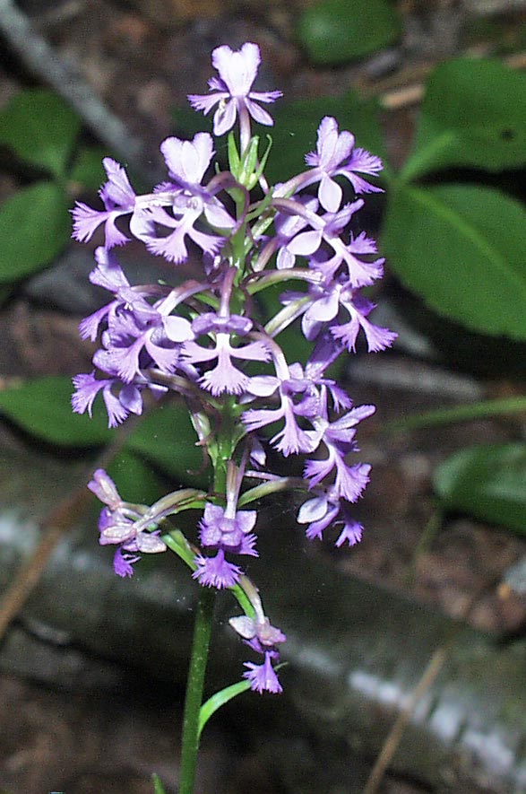 Small Purple -fringed Orchid