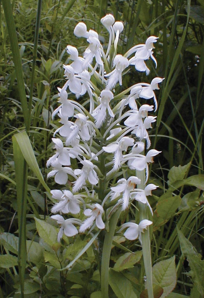 White-fringed Orchid