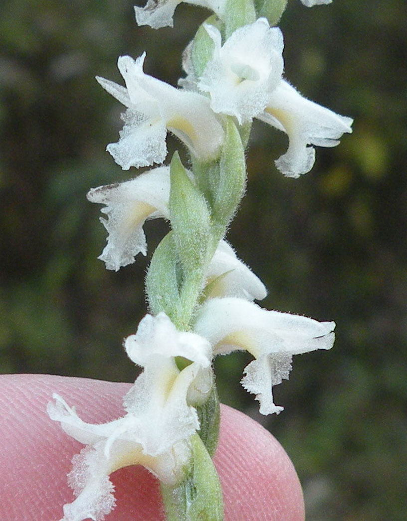 Close up Yellow Ladies Tresses