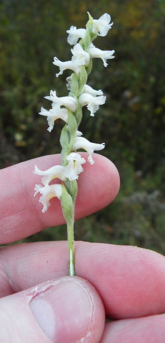 Flower head of Yellow Ladies Tresses