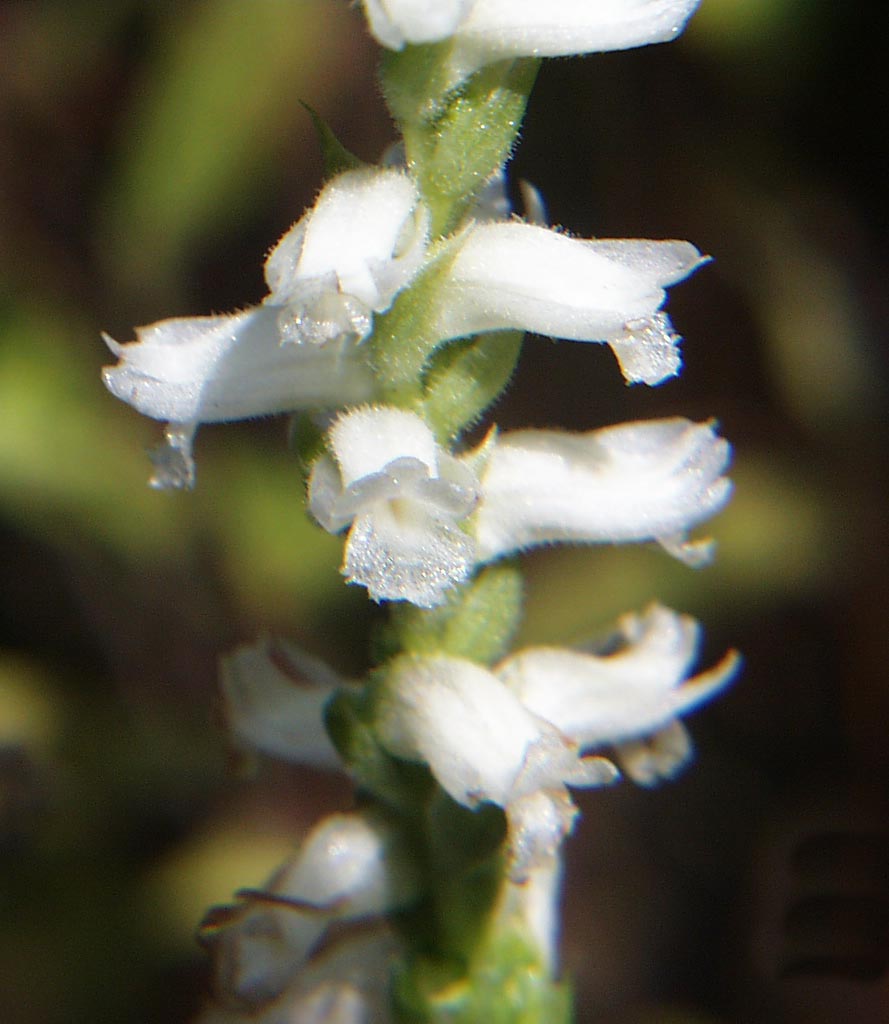 Nodding Ladies'-tresses