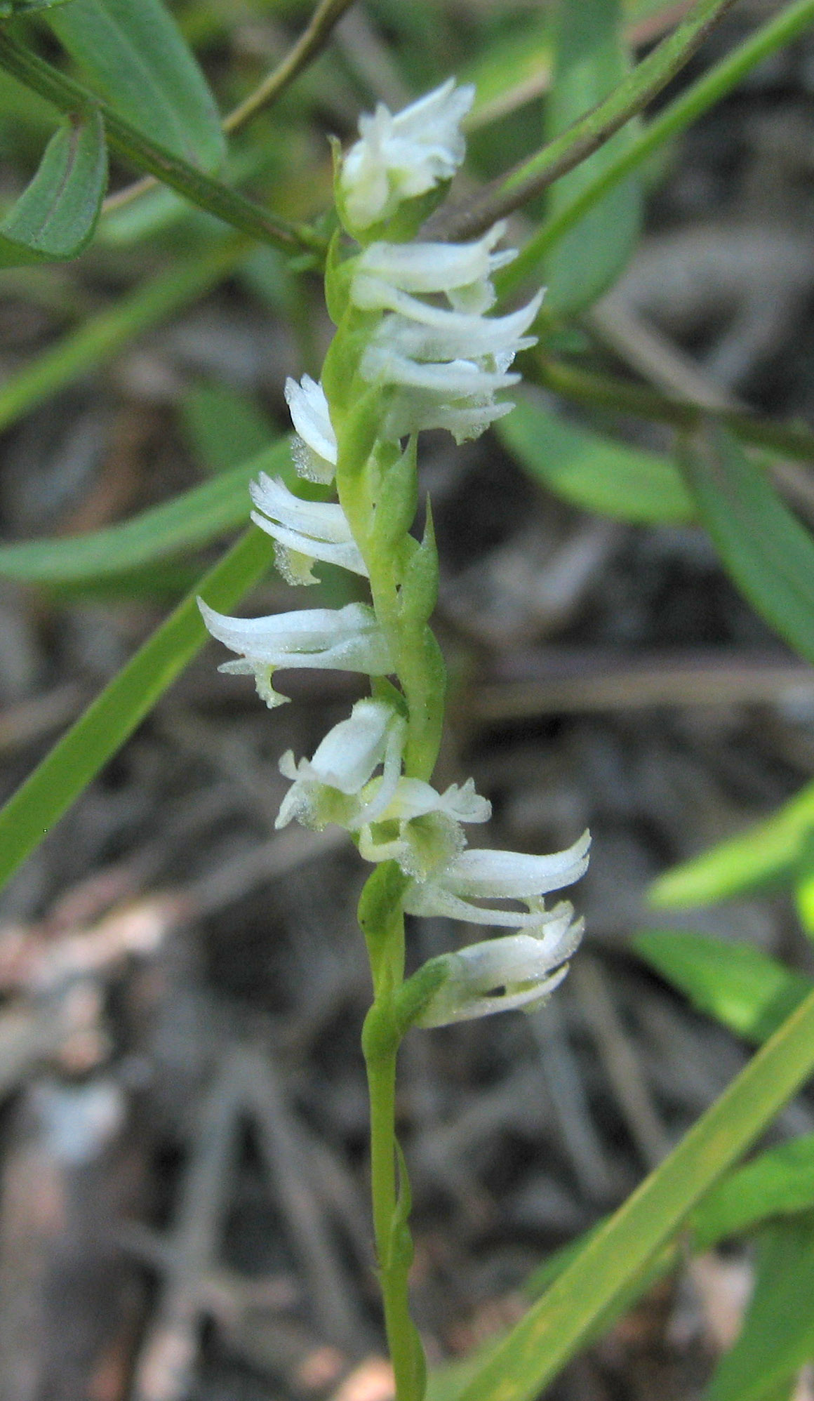 Northern Slender Ladies'-tresses