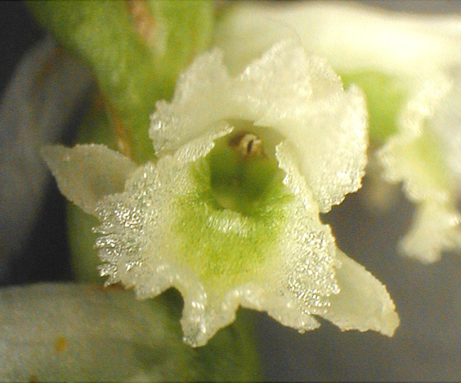 Southern Slender Ladies'-tresses