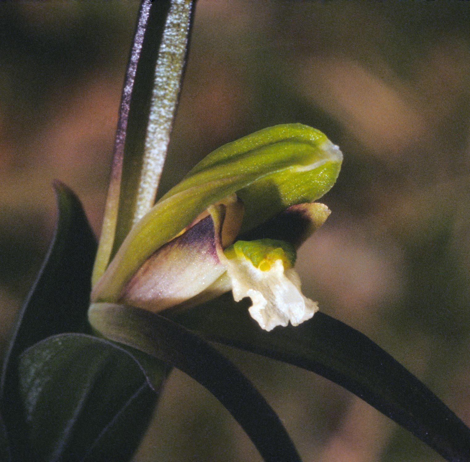 Large WHorled Pogonia blossom