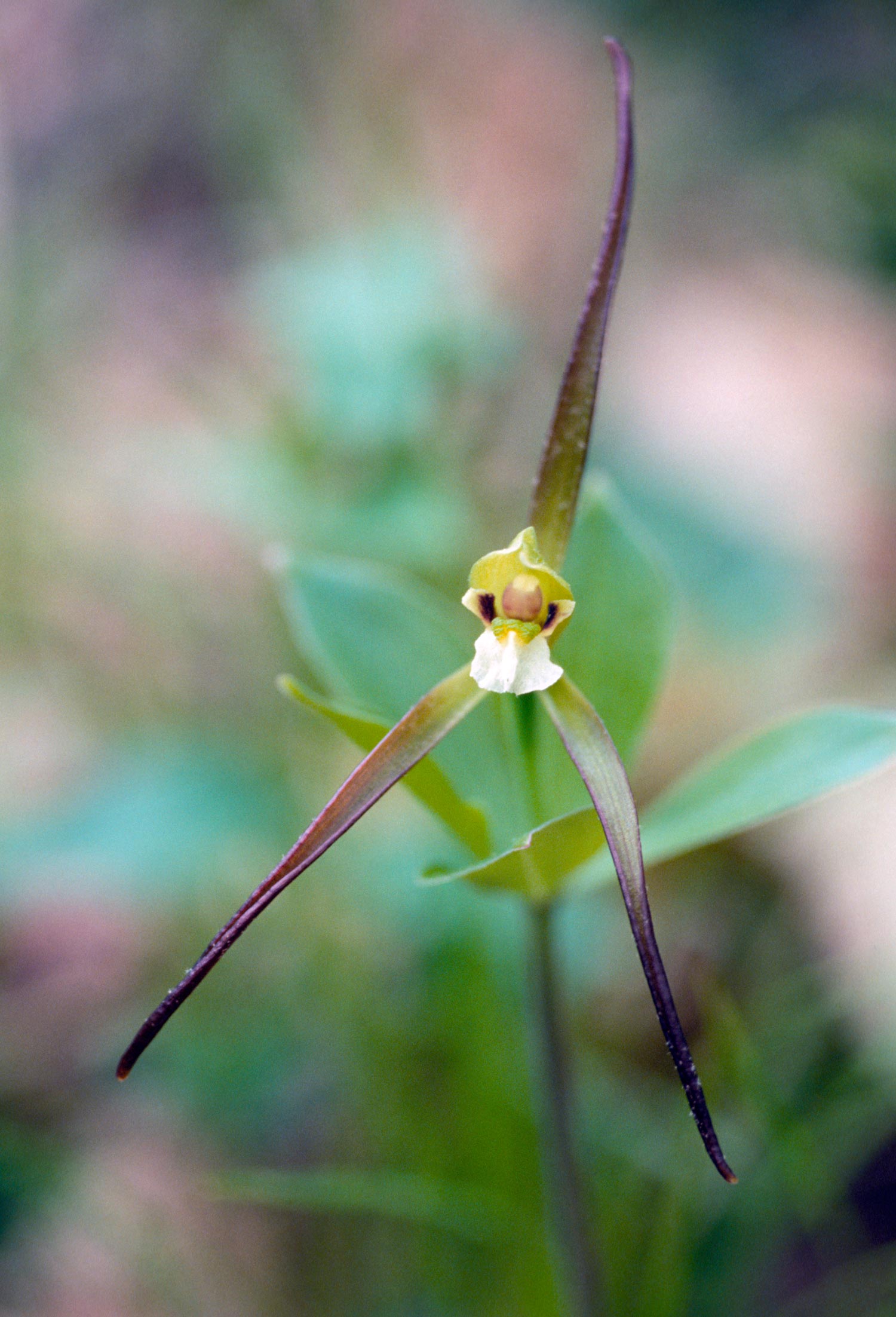 Large Whorled Pogonia