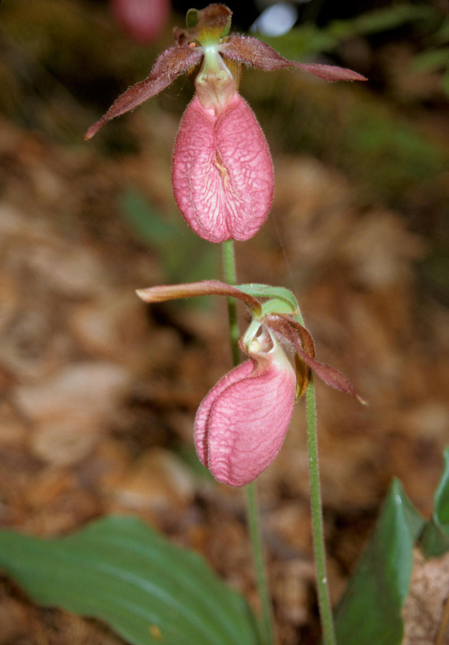 Pink Ladyslipper