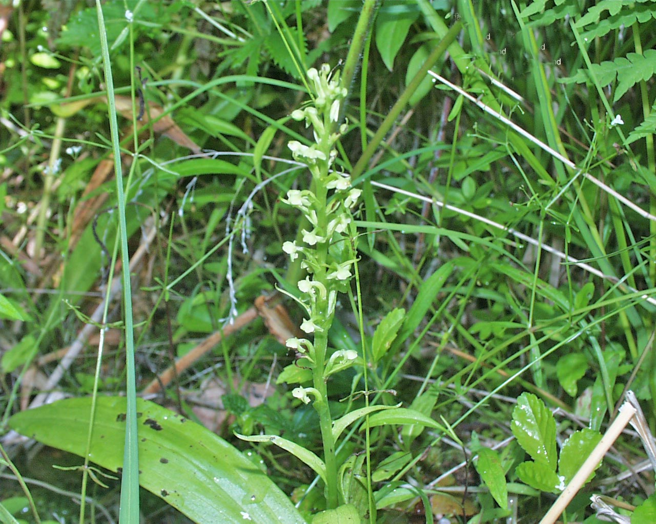 Tubercled Orchis