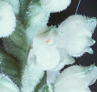 Close up Goodyear pubeescens flowers