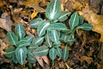 Downy Rattlesnake Plantain
