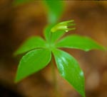 Small Whorled Pogonia