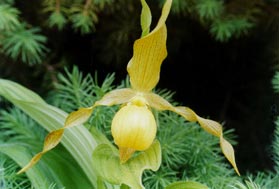 Large Yellow Ladyslipper