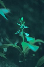 Lily-leaved Twayblade