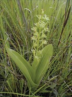Bog Twayblade