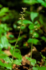 Heart-leaved Twayblade