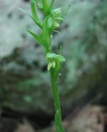 Northern Green Orchid