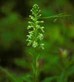 Ragged-fringed Orchid