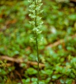 Round-leaved Orchid