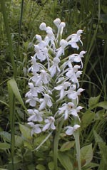 White-fringed Orchid