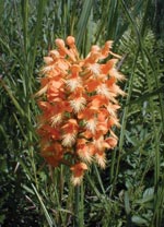 Oreange-fringed Orchis