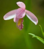 Rose Pogonia